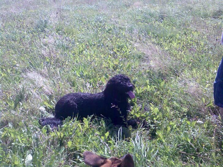 Briard Zita billede 7