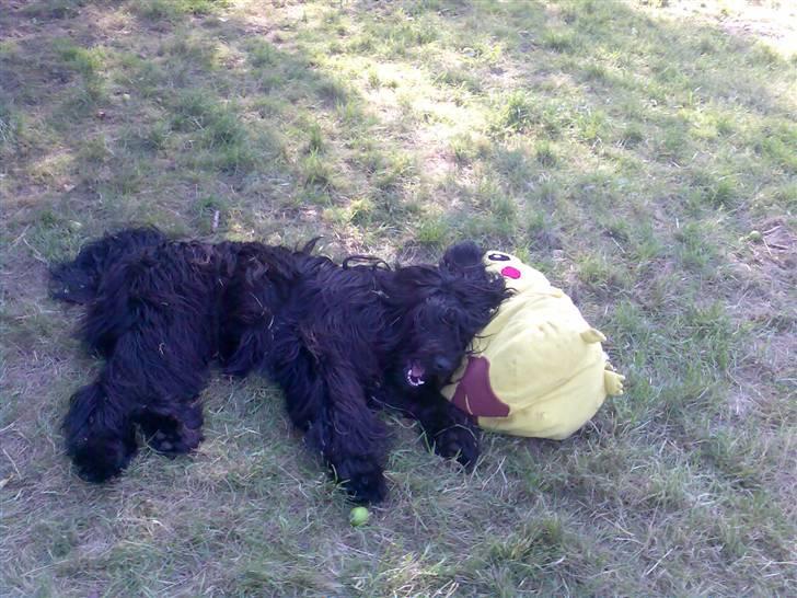 Briard Zita - Den her bamse er bare den bedste hovedepude:0) billede 8