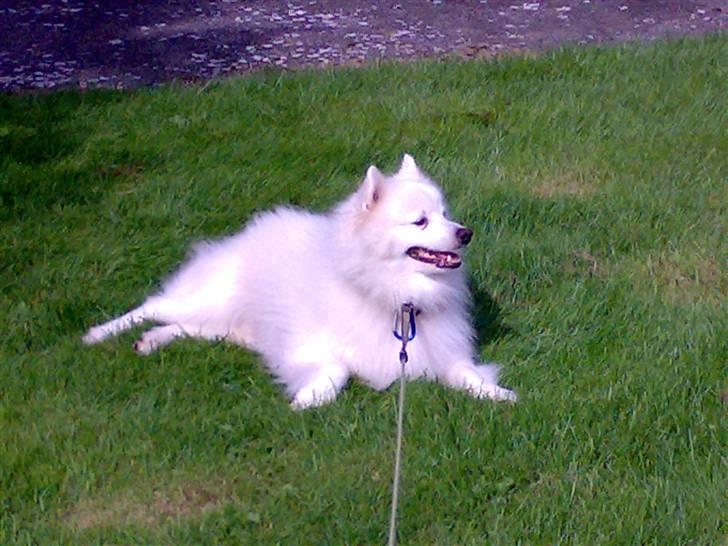 Japansk spids Fonzie - Sådan gør jeg når min ejer og jeg ikke er enige om hvilken vej vi skal gå billede 9
