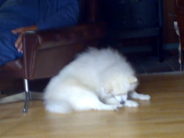 Japansk spids Fonzie - på sommerhus besøg - det elsker jeg! billede 10