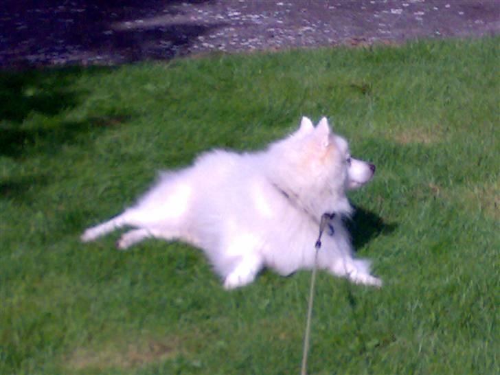 Japansk spids Fonzie billede 11