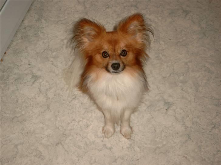 Papillon mek - er jeg ikke bar nuttet  billede 1