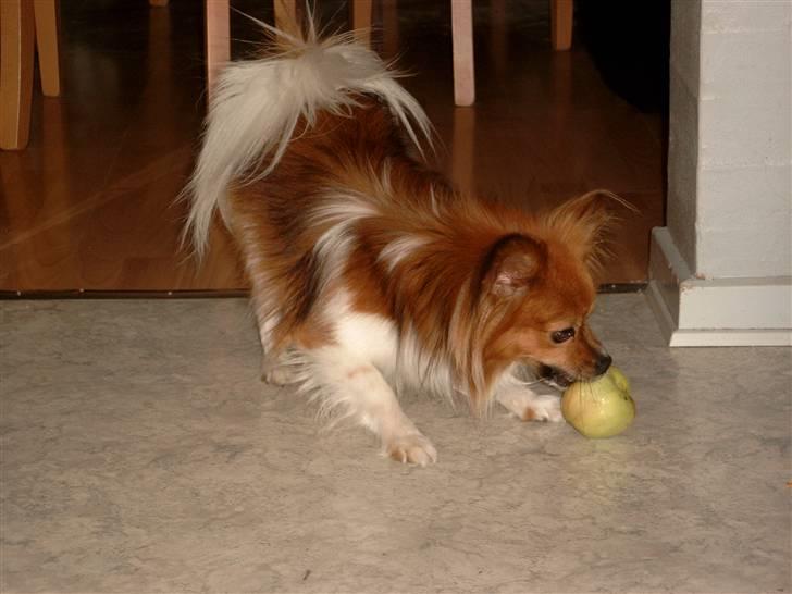 Papillon mek - elsker æbler billede 2