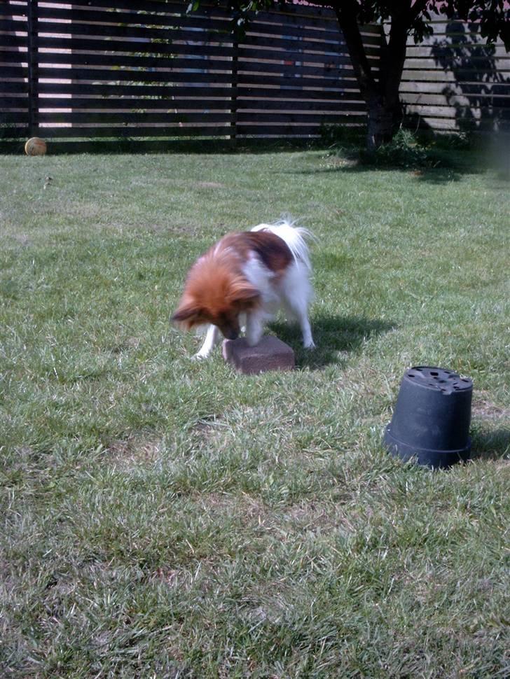 Papillon mek billede 3