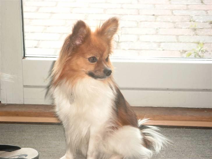 Papillon mek billede 4