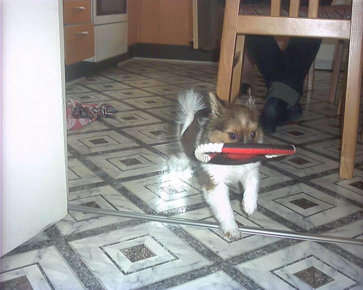 Papillon mek - som lille billede 5