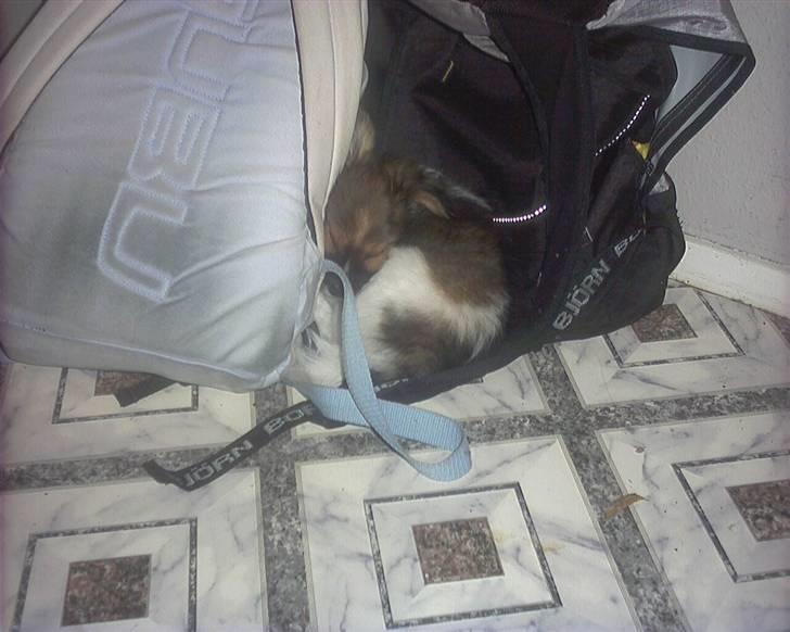 Papillon mek - som lille billede 6