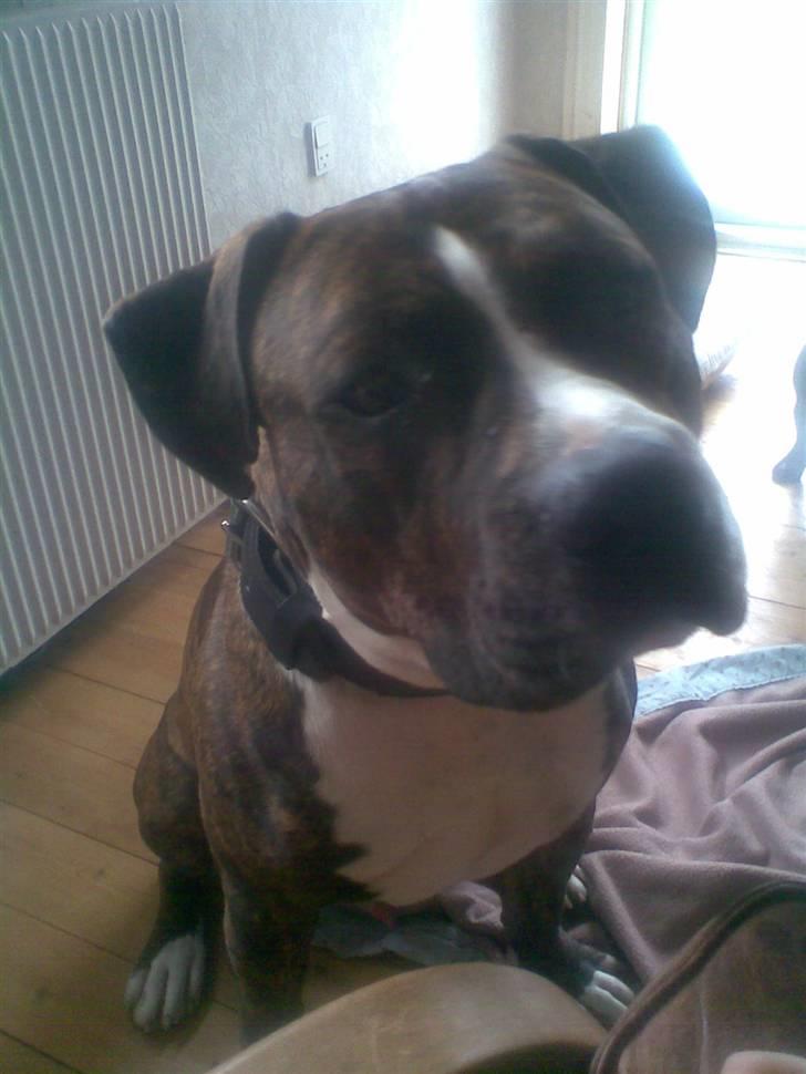 Amerikansk staffordshire terrier $ Victor $ R.I.P billede 8