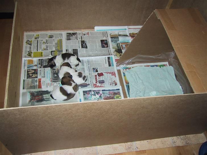 Papillon mek - som helt lille billede 7