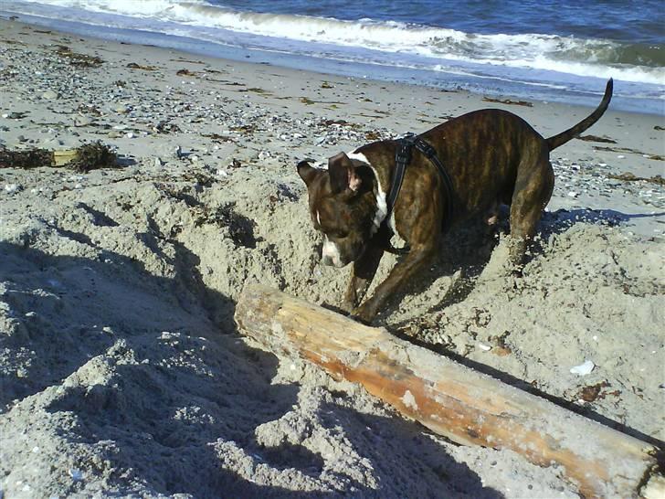 Amerikansk staffordshire terrier $ Victor $ R.I.P billede 9