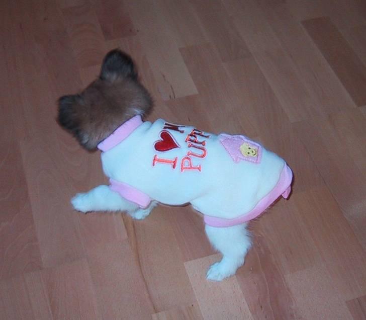 Papillon mek billede 8