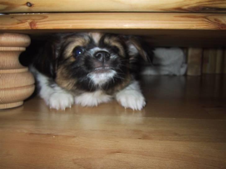 Papillon mek billede 9