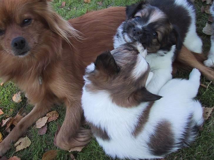 Papillon mek - søster og mor billede 10