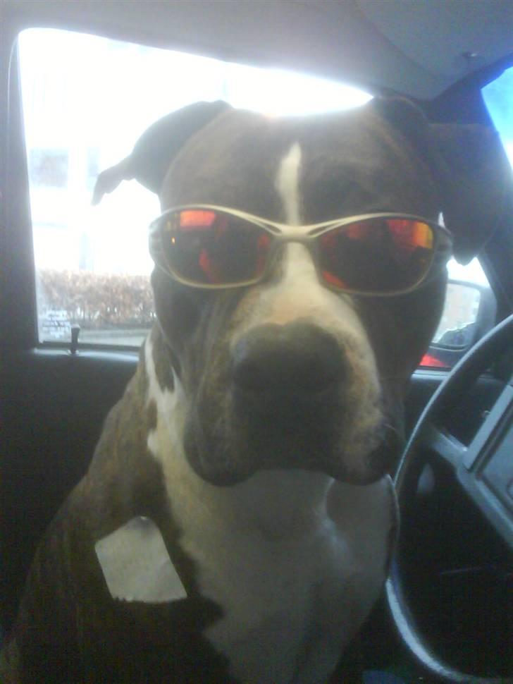 Amerikansk staffordshire terrier $ Victor $ R.I.P - Bad Boy! billede 11