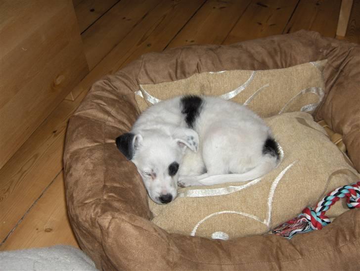 Blanding af racer Chika - En træt lille chika billede 2