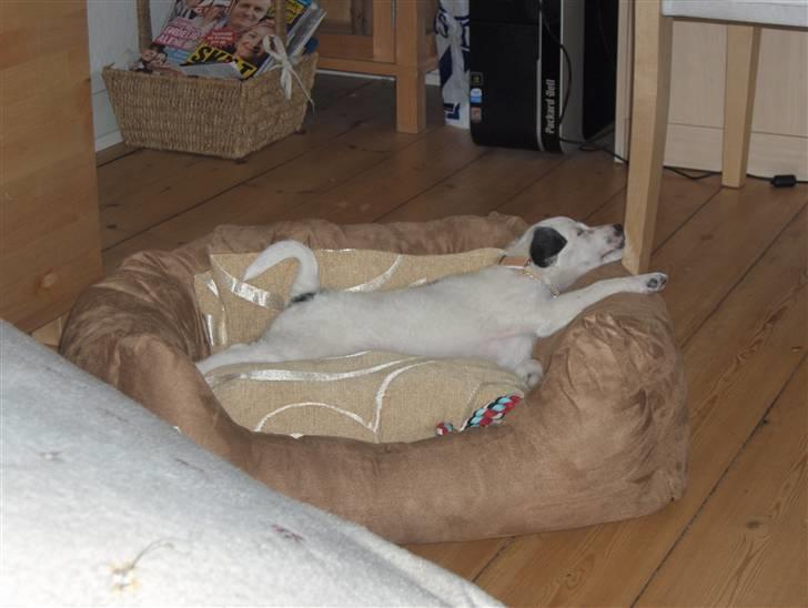 Blanding af racer Chika - Åhhh det dejligt og strække sig billede 3