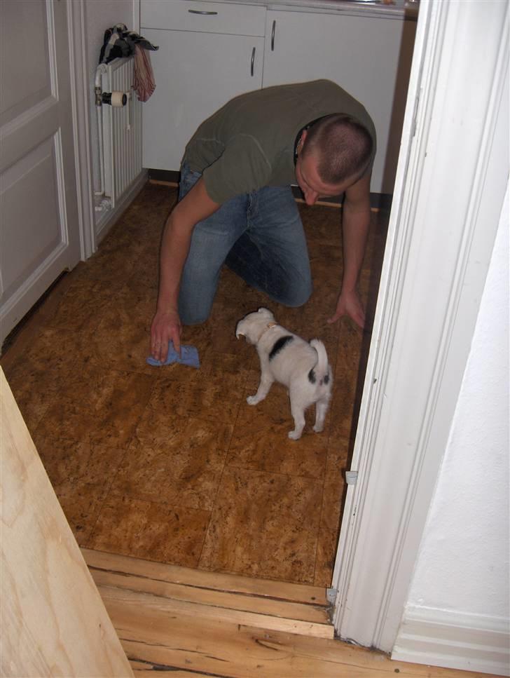 Blanding af racer Chika - Ups kom til at tisse, kigger på far tørre op :) billede 4