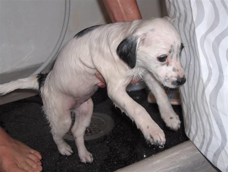 Blanding af racer Chika - Chika efter sit første bad billede 5