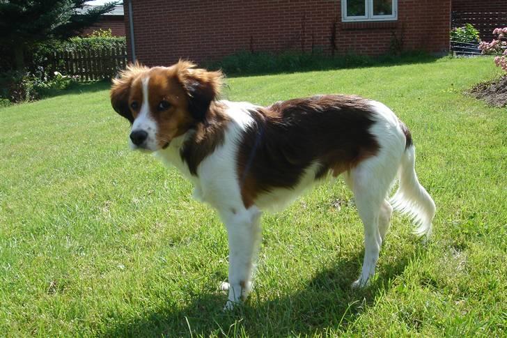 Kooikerhondje Høgedals Mailo billede 10