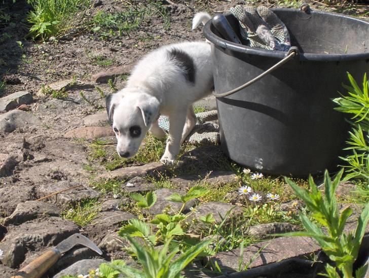 Blanding af racer Chika - Kommer lige snigende billede 11