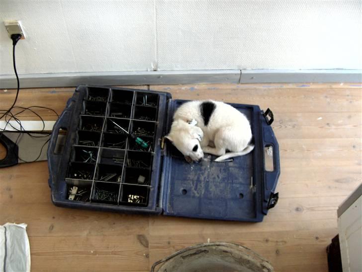 Blanding af racer Chika - Åhh jeg er træt, så det godt med en værktøjskasse. billede 12