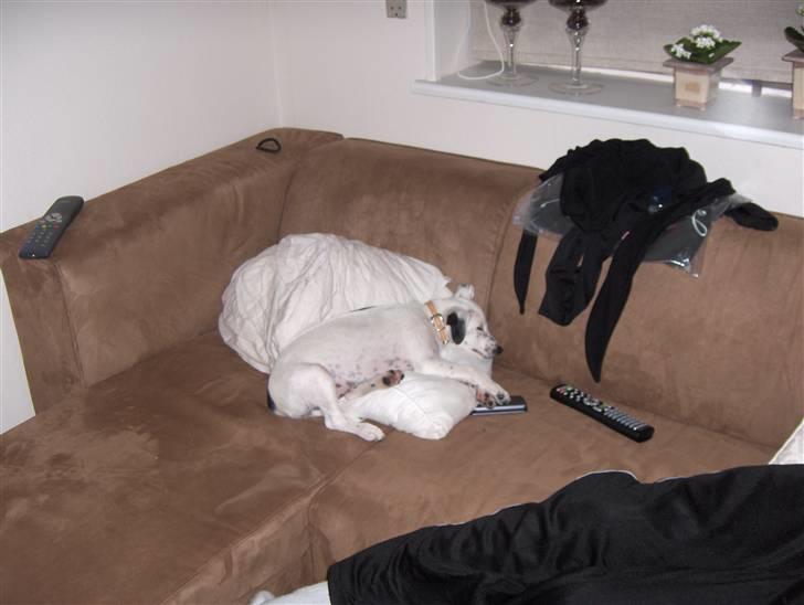 Blanding af racer Chika - Træt igen billede 14