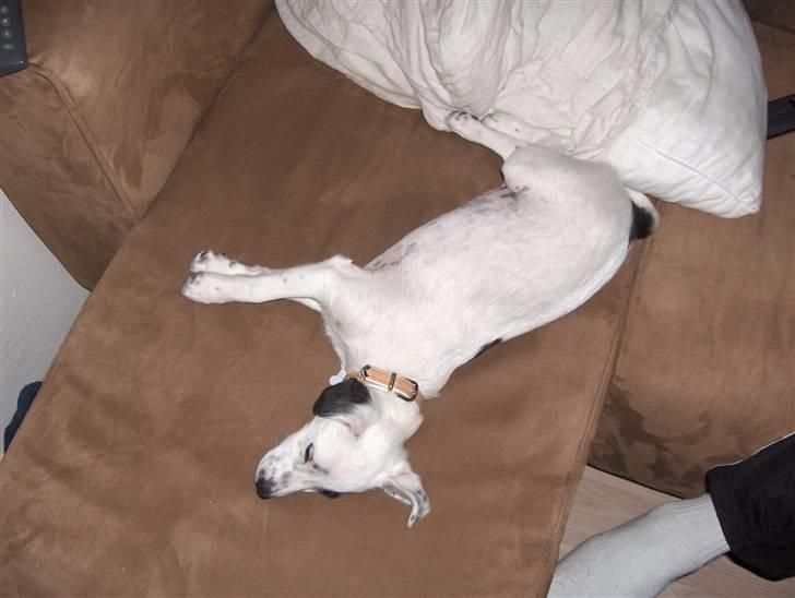 Blanding af racer Chika - Sovetryne billede 15