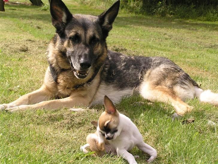 Chihuahua  Twixi billede 16