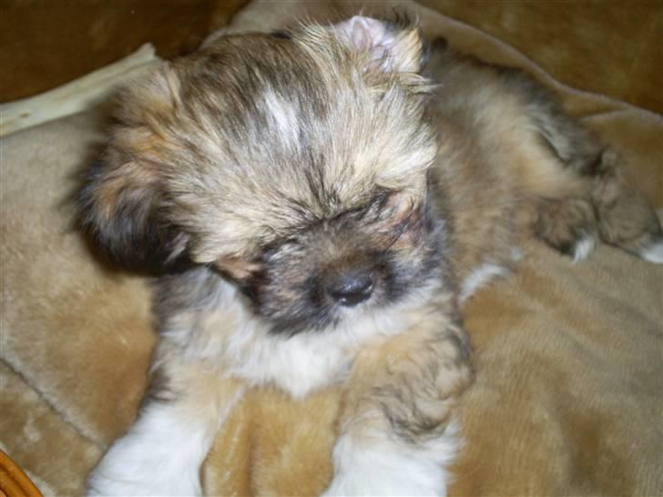 Lhasa apso Magnus - så kom han hjem... endelig billede 2