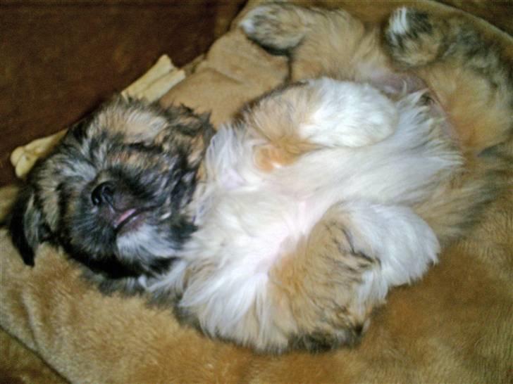 Lhasa apso Magnus billede 3