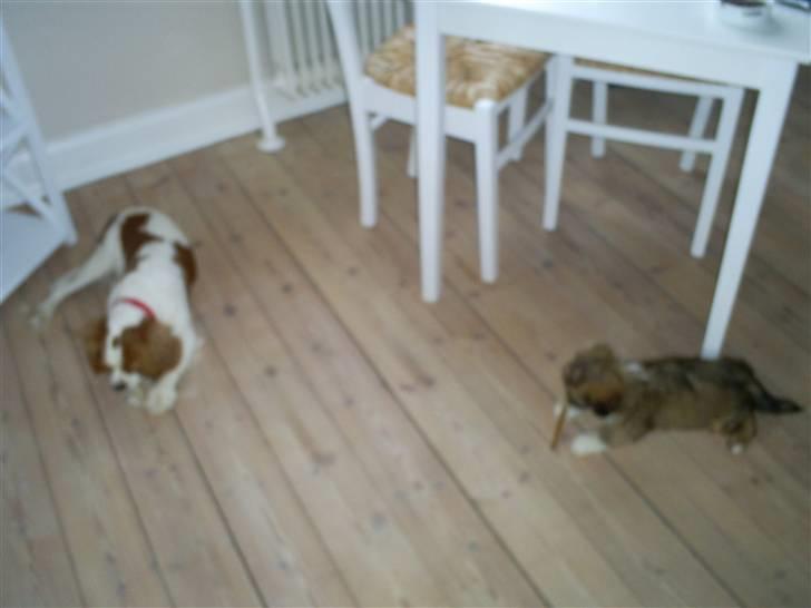 Lhasa apso Magnus billede 4