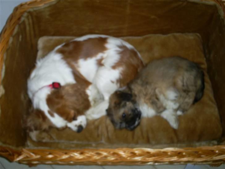 Lhasa apso Magnus - Min første lur sammen med storesøster Maggie.. billede 5