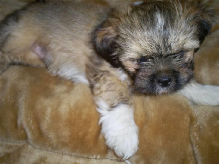 Lhasa apso Magnus billede 6