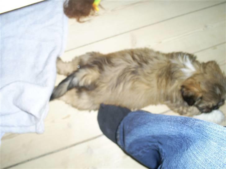 Lhasa apso Magnus - hovsa - der var en fod :-) billede 7