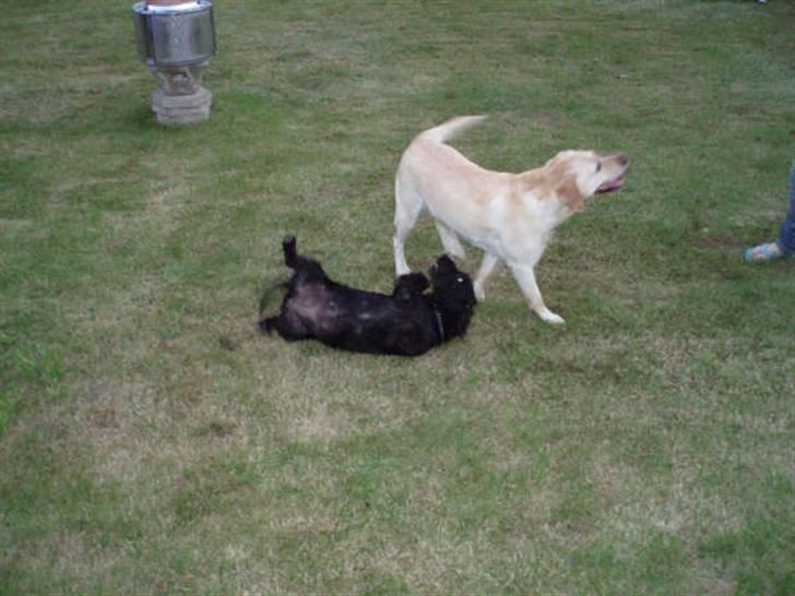 Gravhund Molly R.I.P billede 13