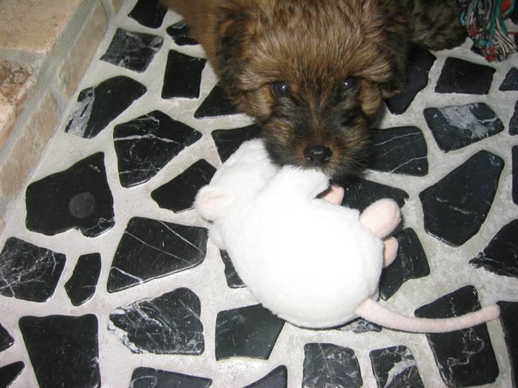 Norfolk terrier Skipper - Lækker mus jeg lige fandt der! billede 13