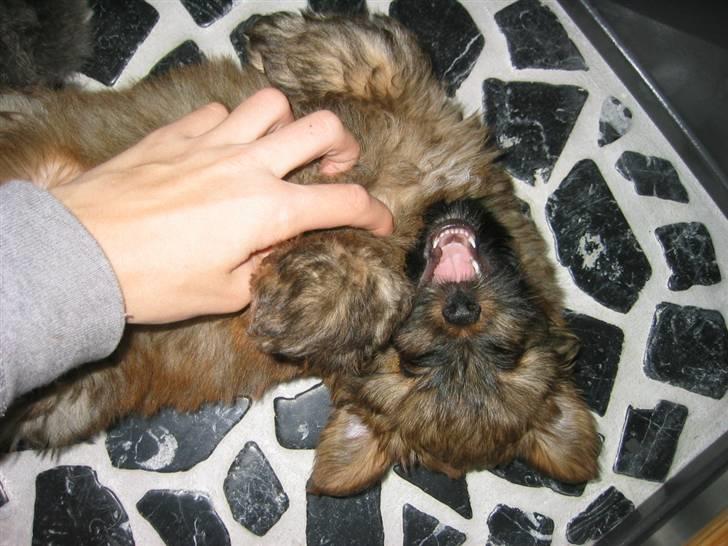 Norfolk terrier Skipper - Din lille bandit skal du have en lille kildetur hva? billede 14