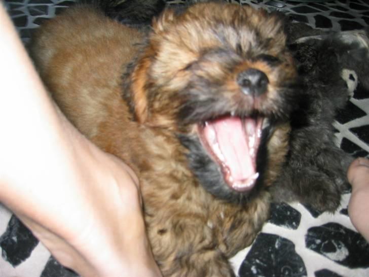 Norfolk terrier Skipper - Tror lige jeg sætter mig på din fod lidt... og savler måske også lidt billede 15