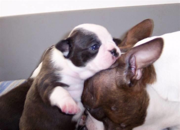 Boston terrier Rosa - Rosa 3uger med moar billede 1