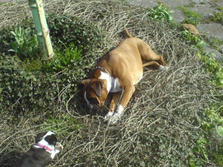 Boston terrier Rosa - Rosa med sin "nye mor" Joana billede 2