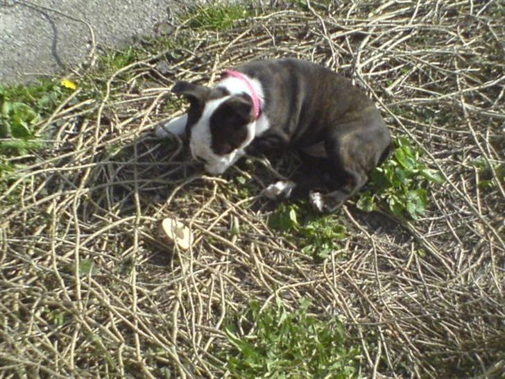Boston terrier Rosa - Rosa 8 uger billede 3