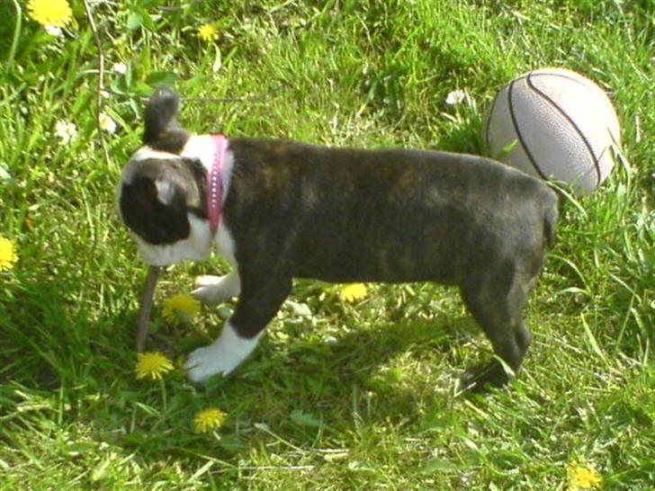 Boston terrier Rosa - Rosa 8 uger billede 4