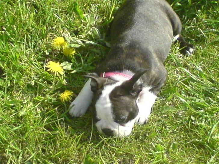 Boston terrier Rosa - Rosa 8 uger billede 5