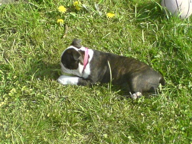 Boston terrier Rosa - Rosa 8 uger billede 6