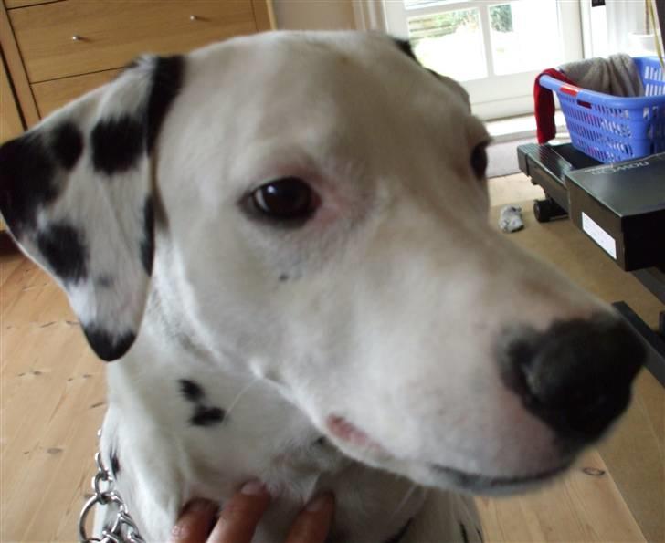 Dalmatiner Rico billede 11