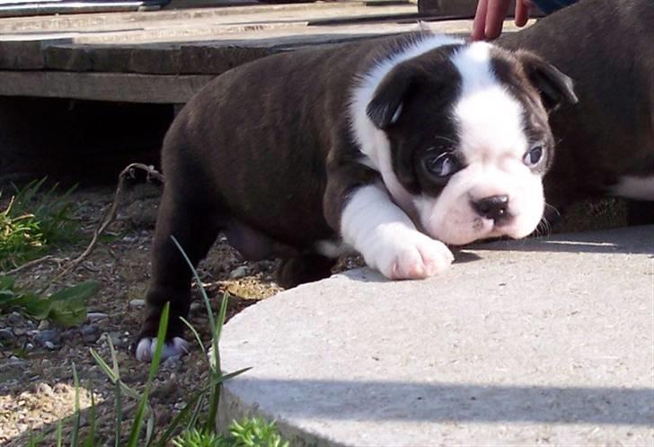Boston terrier Rosa - Rosa 4 uger "ude for første gang" billede 7