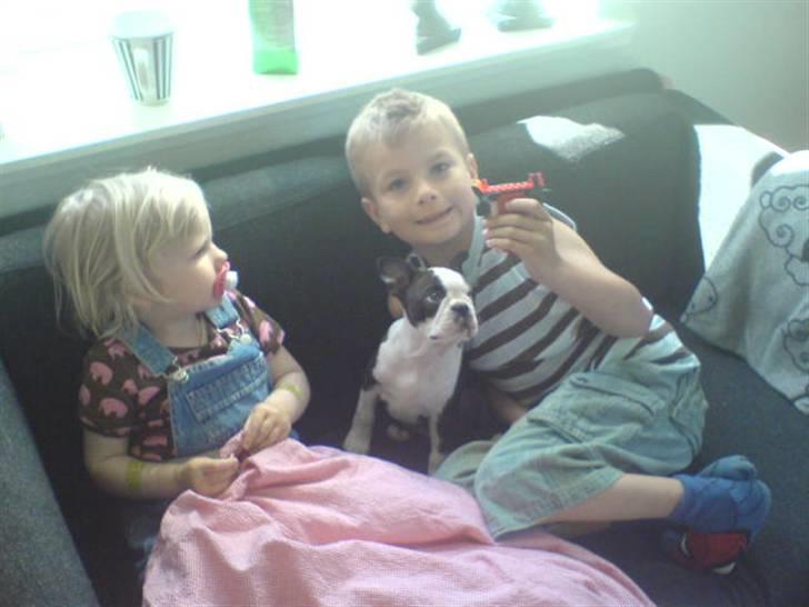 Boston terrier Rosa - Rosa med "storebror" Jonas og "storesøster" Liv billede 8