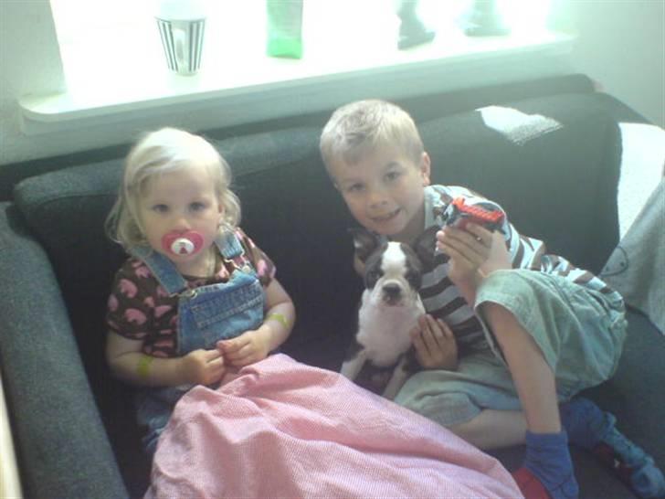 Boston terrier Rosa - Rosa med "storebror" Jonas og "storesøster" Liv  billede 9