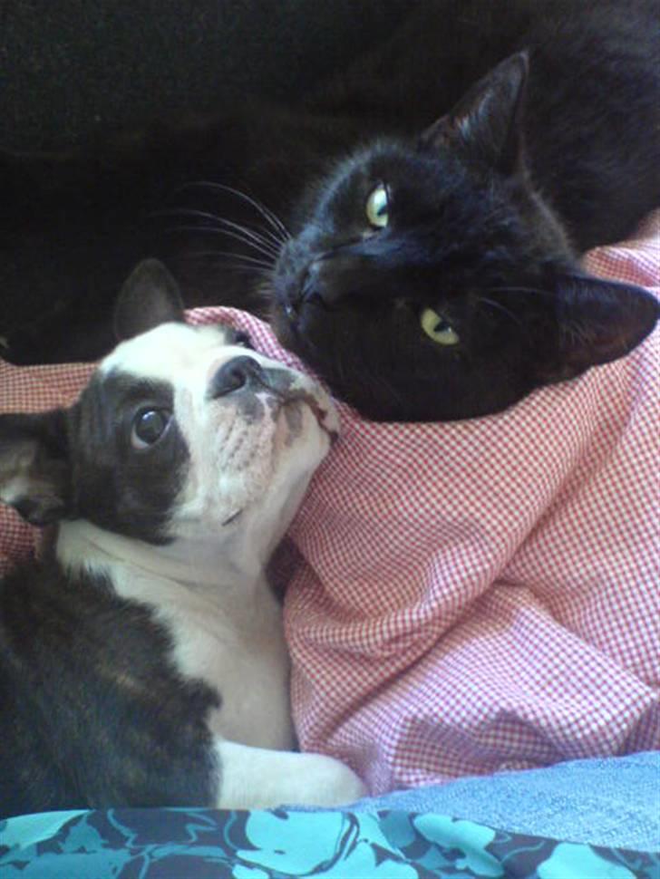 Boston terrier Rosa - Rosa med katten Bob - er det ikke bare et godt billede? billede 10