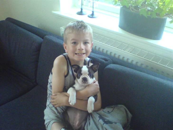 Boston terrier Rosa - Rosa med sin bedste ven Jonas billede 11
